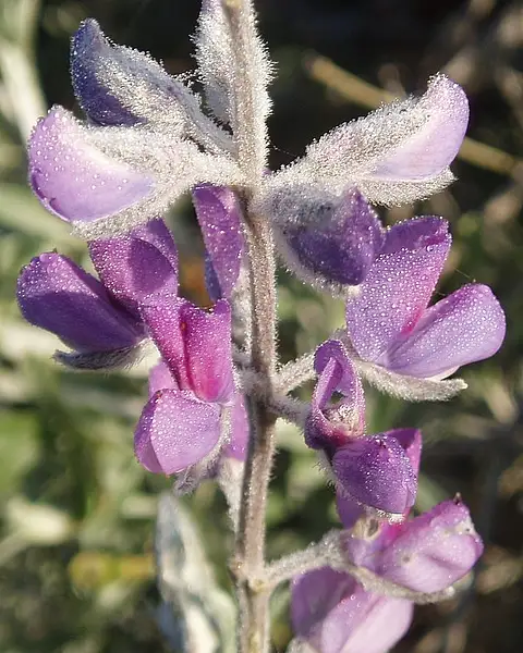 Chamisso Bush Lupine