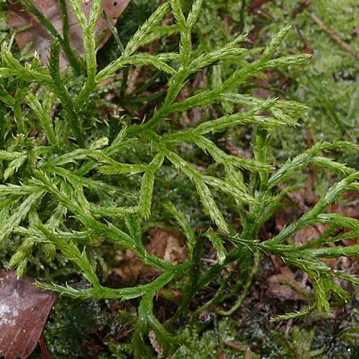 Complanate Clubmoss