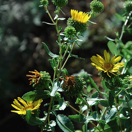Grindelia