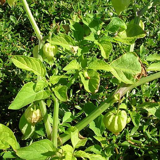 Cutleaf Groundcherry