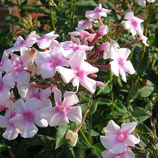 Garden Phlox