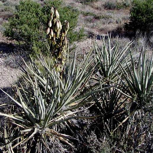 Blue Yucca