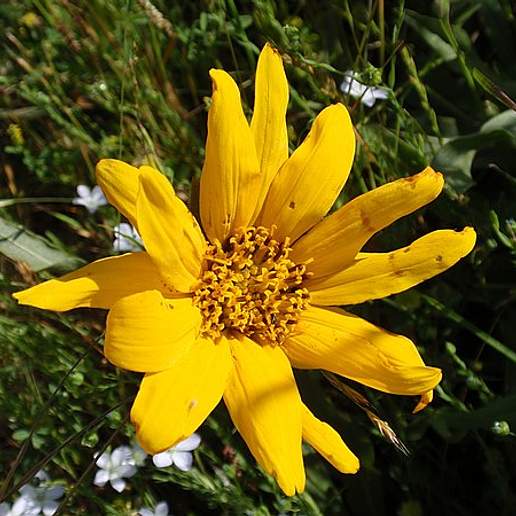 Narrowleaf Mule's Ears