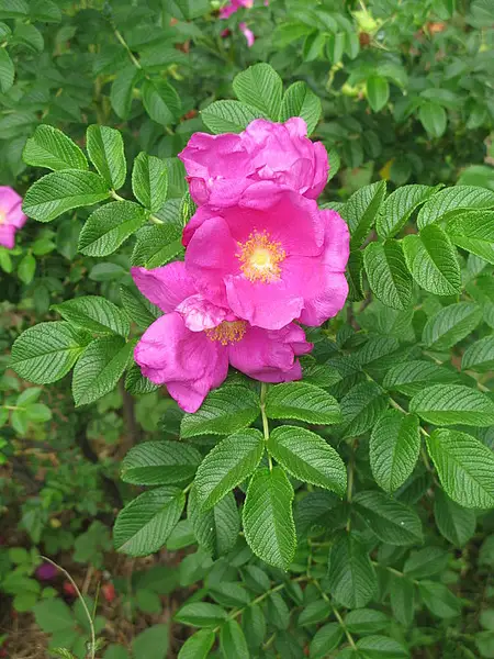 Rugosa Rose