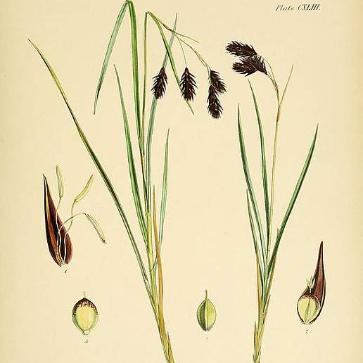 Boreal Bog Sedge