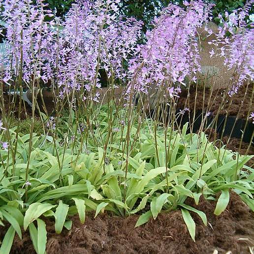 African Plume Orchid