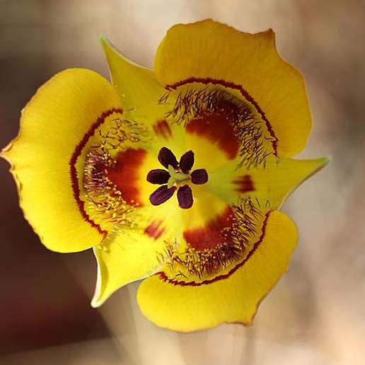 Clubhair Mariposa Lily