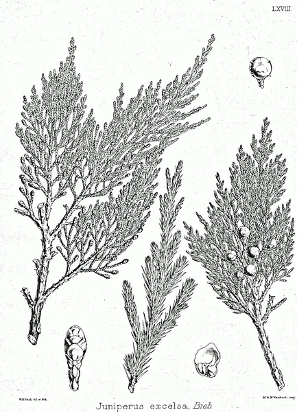 Crimean Juniper