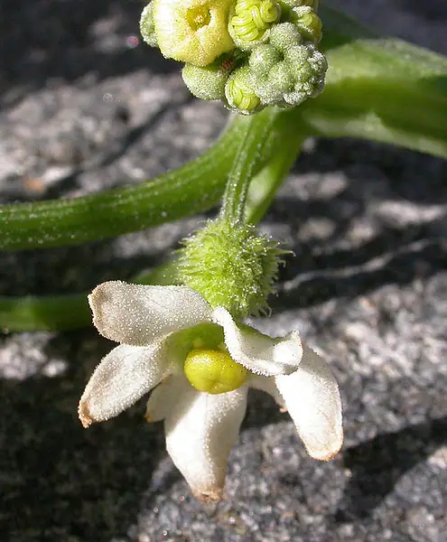 Large Fruited Manroot