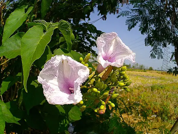 Bush Morning Glory