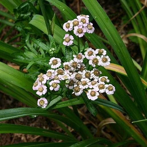 Chinese Yarrow