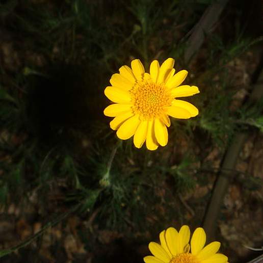 Dahlberg Daisy