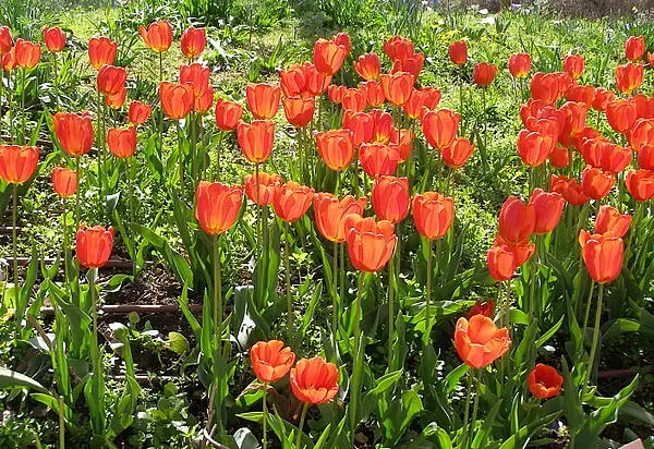 Garden Tulip