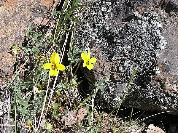 Douglas' Golden Violet