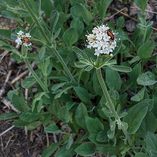 California Valerian