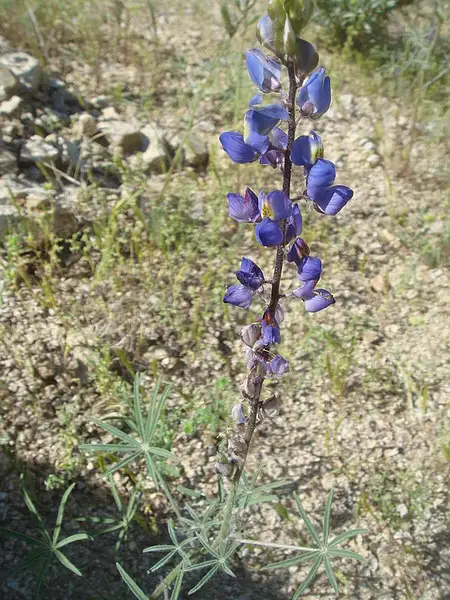 Mojave Lupine