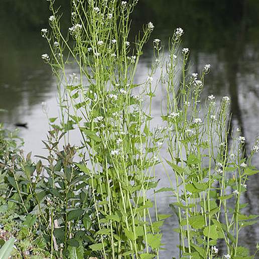 Garlic Mustard