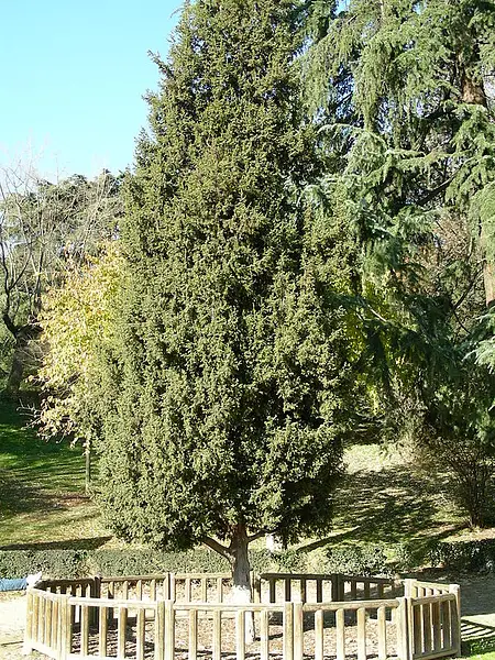 Syrian Juniper