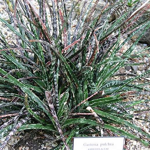 Gasteria pulchra