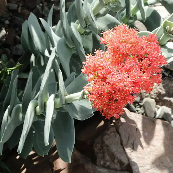 Red Treasure