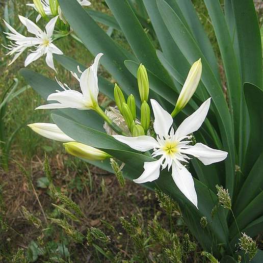 Illyrian Sea Lily