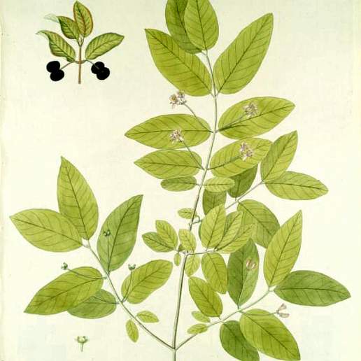 Blackberried Honeysuckle