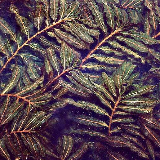Curled Pondweed