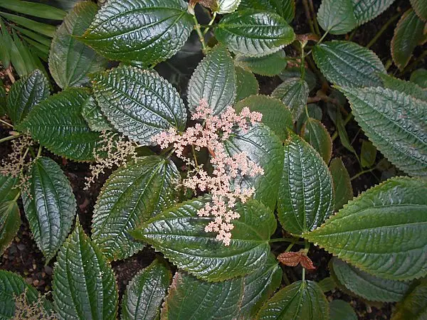 Pilea grandifolia