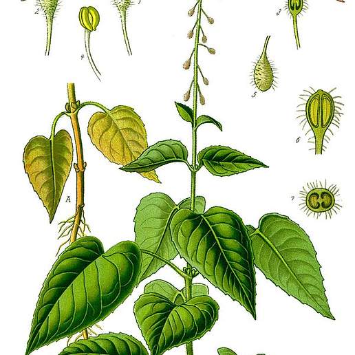 Common Enchanter's Nightshade
