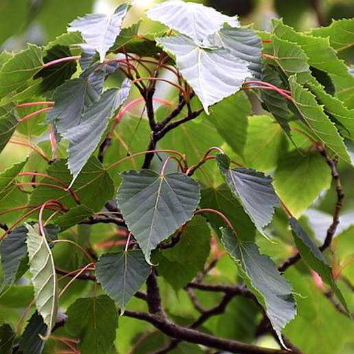 Acer Ovatifolium