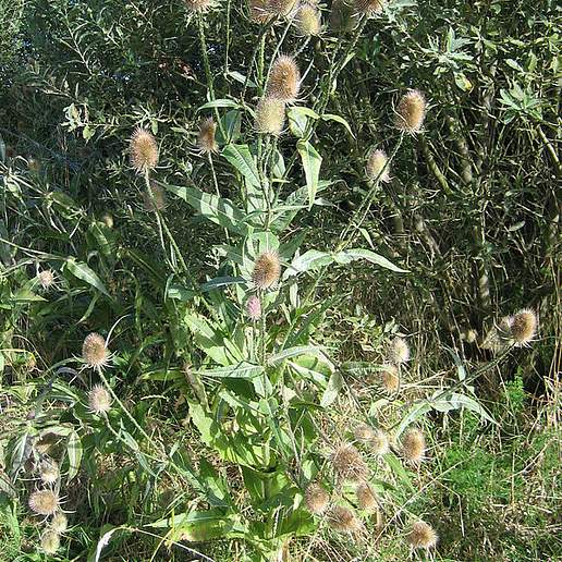 Wild Teasel