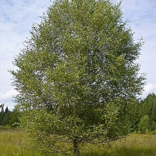 Silver Birch