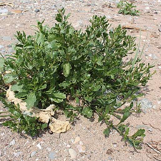 American Sea Rocket
