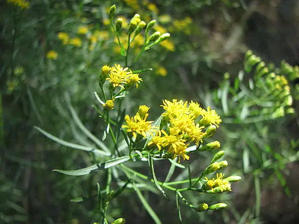 Coastal Plain Goldentop