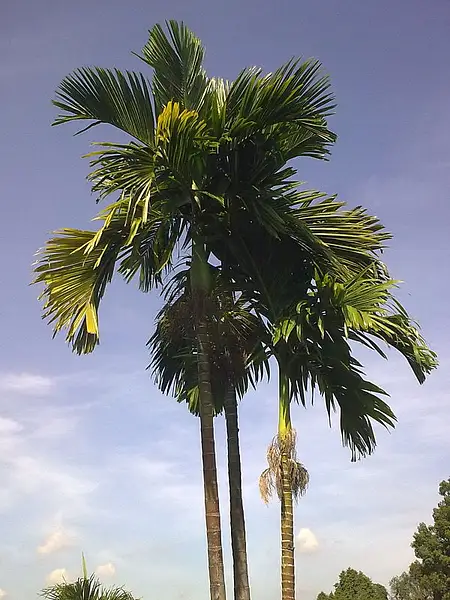 Areca Palm