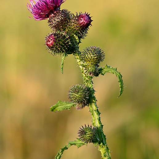 Welted Thistle
