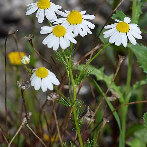Chamomile