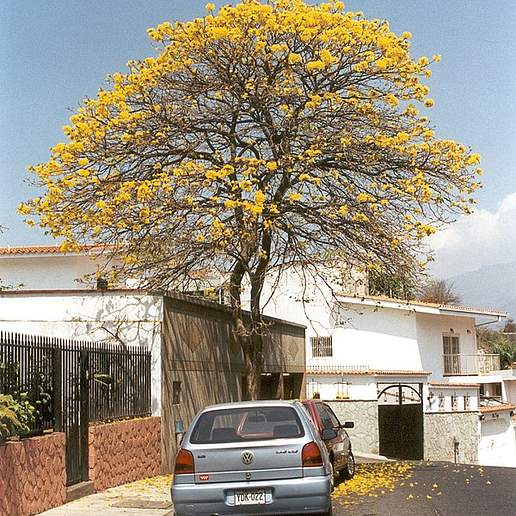 Roble Amarillo