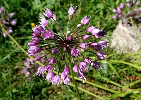 Portuguese Onion