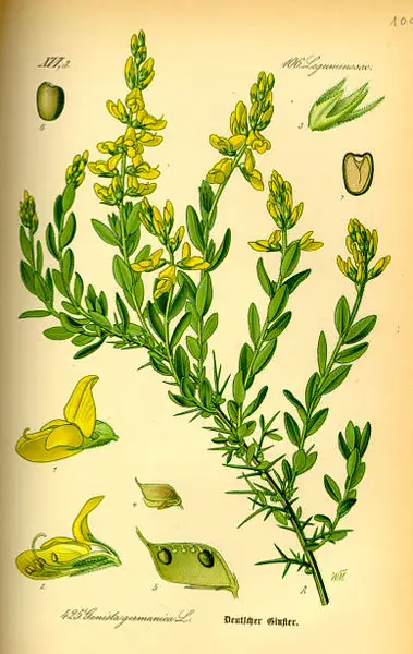 German Greenweed