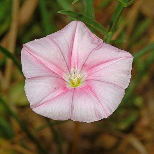 Cantabrican Morning Glory