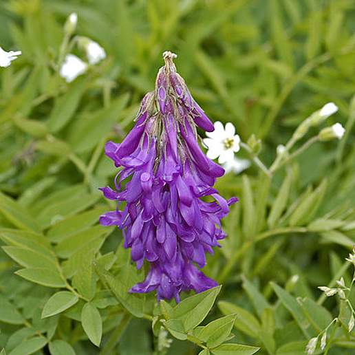 Alpine French Honeysuckle