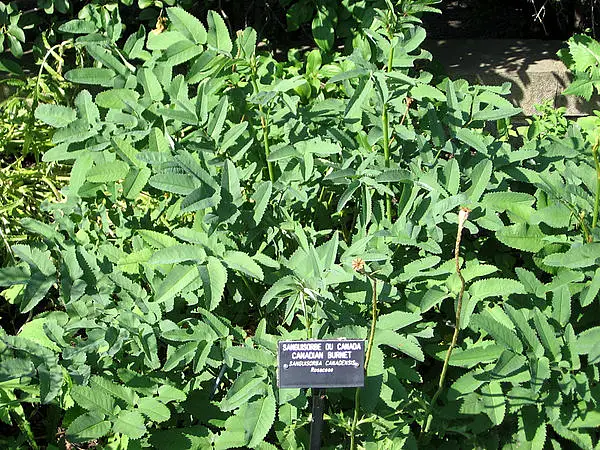 Wild Burnet
