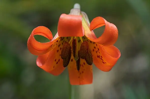 Coastal Lily