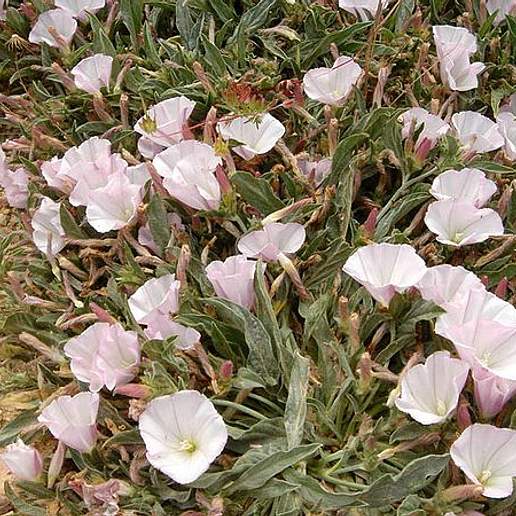 Narrow Leaved Bindweed