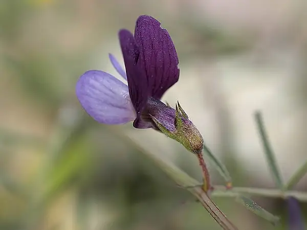 Angular Pea