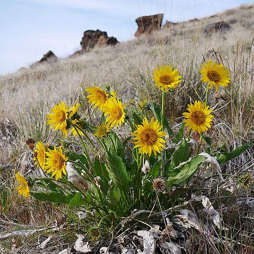 Intermediate Balsamroot