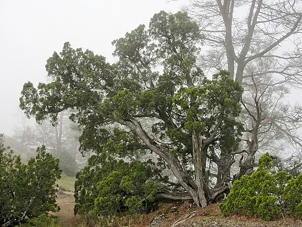 California Juniper