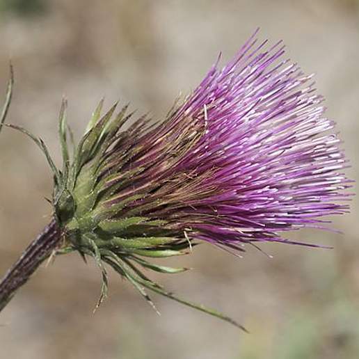 Anderson's Thistle