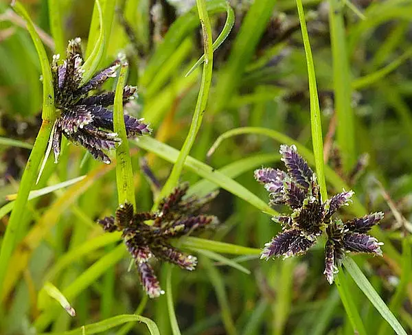 Brown Galingale
